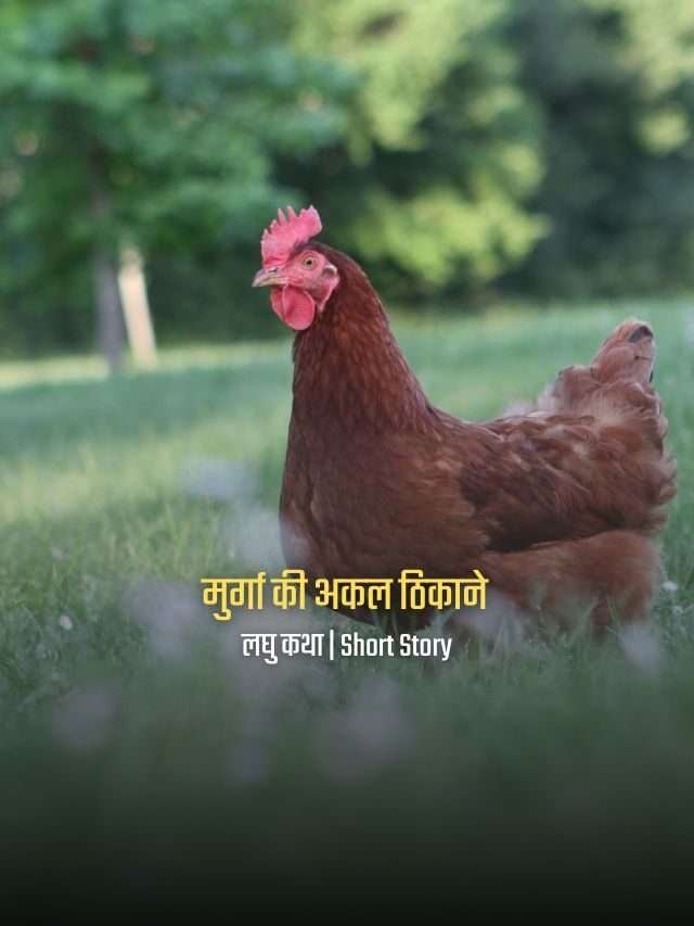 मुर्गा की अकल ठिकाने | हिन्दी लघु कथा