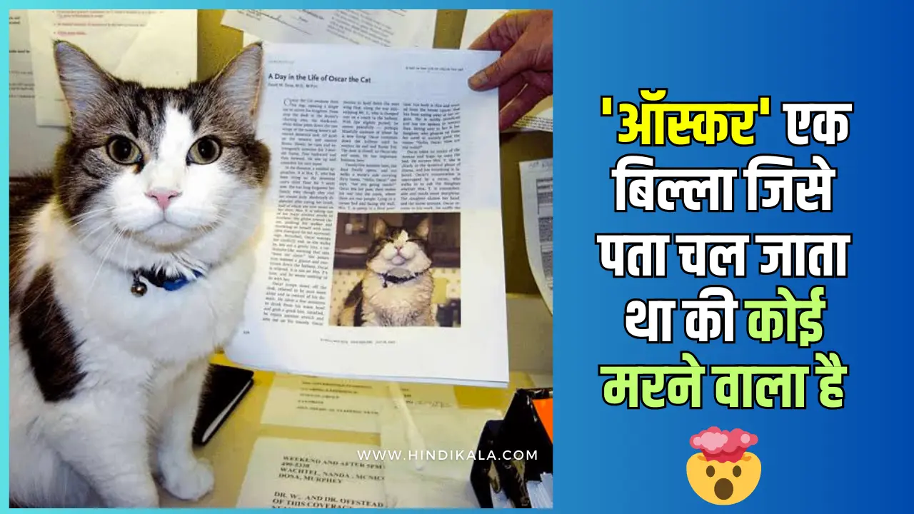 A-Cat-Who-Could-Predict-Death