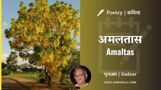 Gulzar’s Poem Amaltas in Hindi & English with Meaning (English Translation) | गुलज़ार – अमलतास